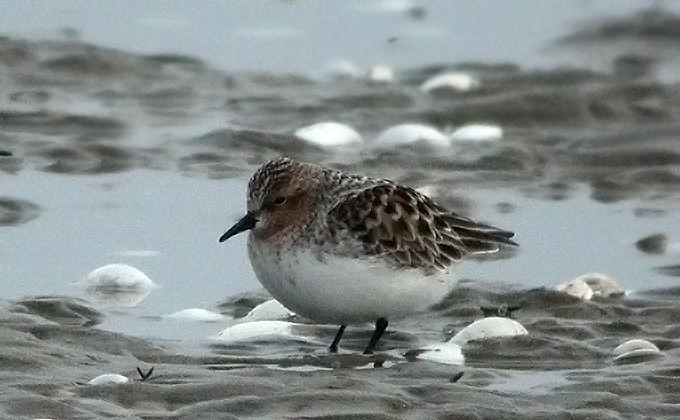 Red-necked Stint