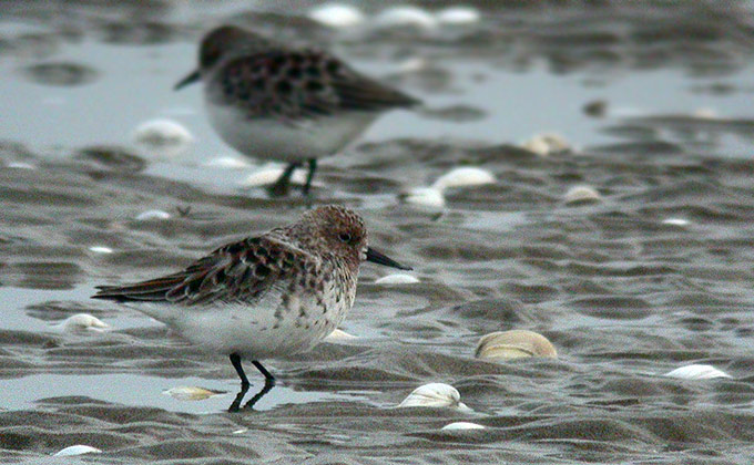 Spoon-billed Sandpiper