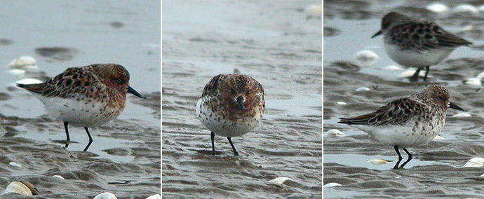 Spoon-billed Sandpiper