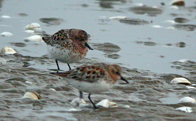 Spoon-billed Sandpiper