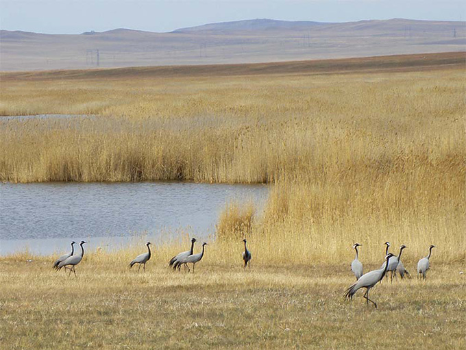 Khakassia Lake Bele with Demoiselle cranes