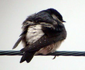 Asian House Martin