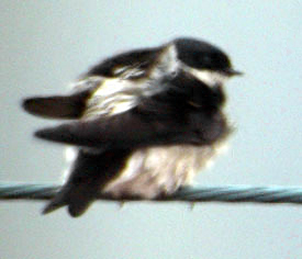 Asian House Martin