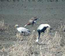 Bar-headed Goose