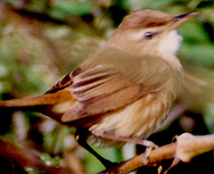 Manchurian Reed Warbler