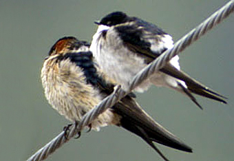 Northern House Martin