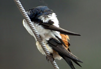 Northern House Martin