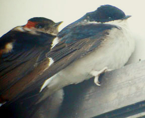 Northern House Martin