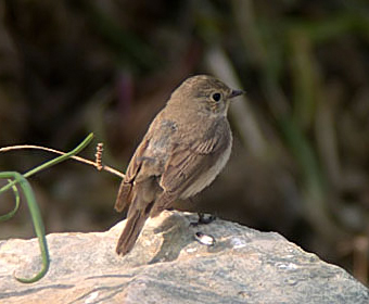 Red-breasted Flycatcher