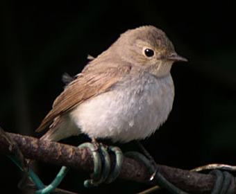 Red-breasted Flycatcher