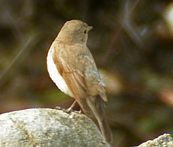 Red-breasted Flycatcher