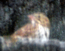 Savannah Sparrow