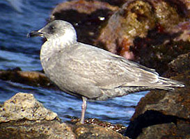 Glaucous-winged Gull