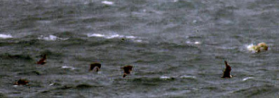 Pomarine Skua