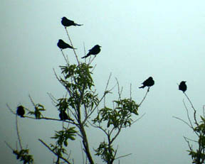Black Drongo