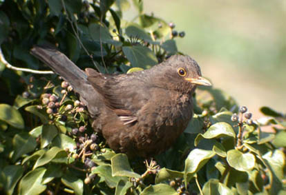 Chinese Blackbird