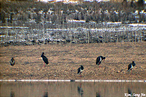Black Stork