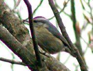 Chinese Nuthatch