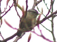 Chinese Nuthatch