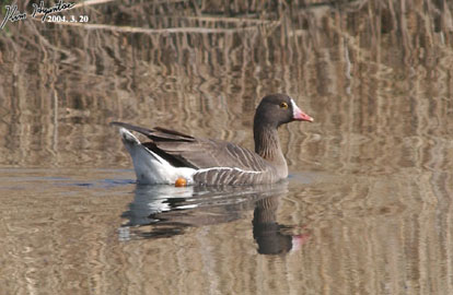 Lesser White-fronted Goose