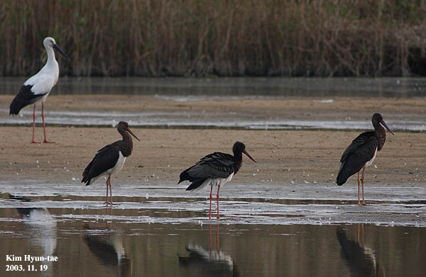Oriental Stork & Black Stork