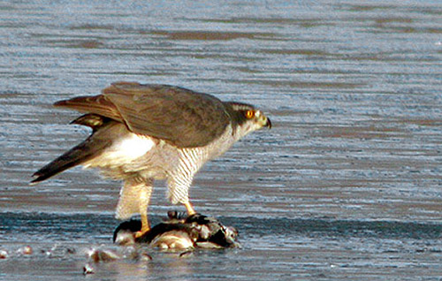 Northern Goshawk