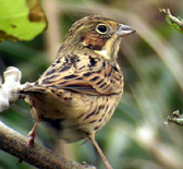 Chestnut-eared Bunting