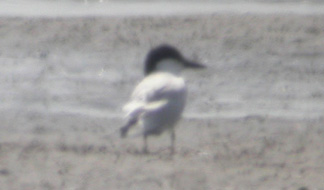 Gull-billed Tern