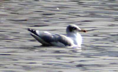 Great Black-headed Gull