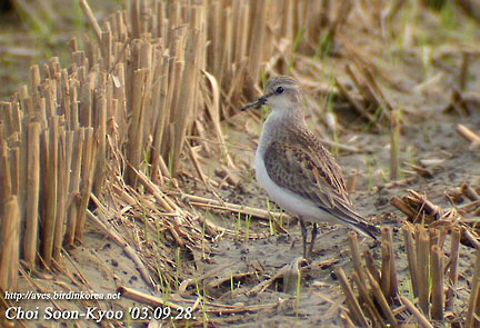 Long-toed Stint