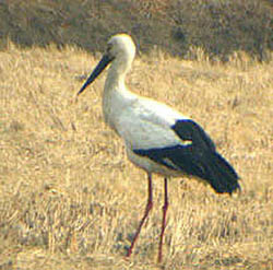 Oriental Stork