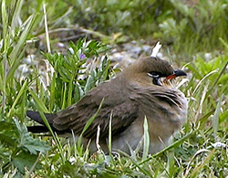 Oriental Pratincole