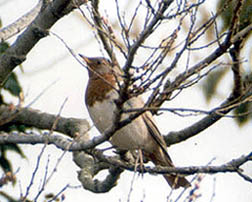 Red-throated Thrush