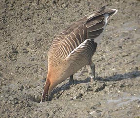 Swan Goose
