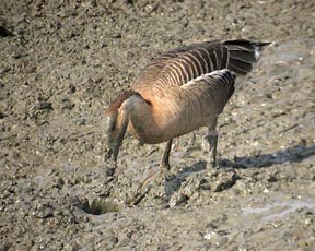 Swan Goose