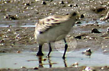 Spoon-billed Sandpiper