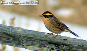 Siberian Accentor