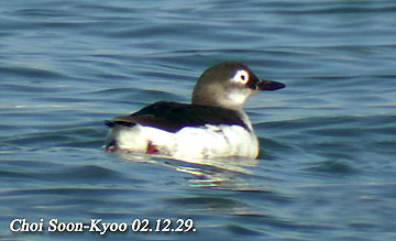 Spectacled Guillemot