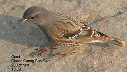 Alpine Accentor