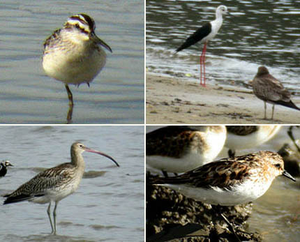 autumn shorebirds
