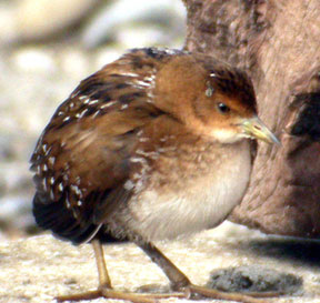 Baillon's Crake