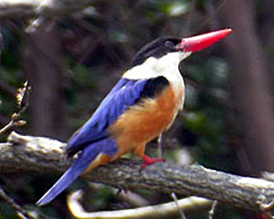 Black-capped Kingfisher
