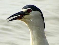 Black-crowned Night Heron