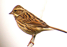 Black-faced Bunting