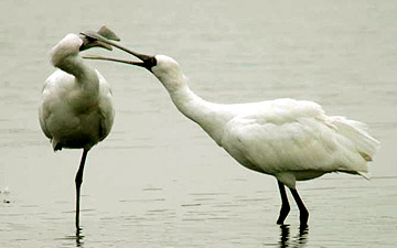 Black-faced Spoonbill