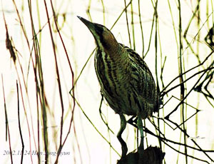 Eurasian Bittern