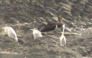 Black Stork