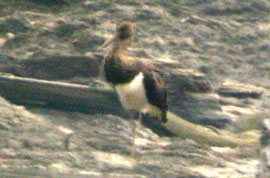 Black Stork