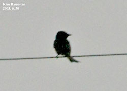Black Drongo
