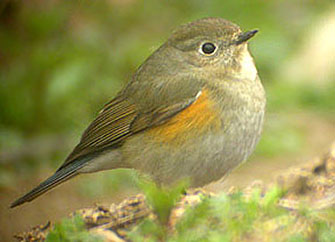 Red-flanked Bluetail